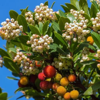 Corbezzolo in autunno: fiori e frutti nello stesso momento