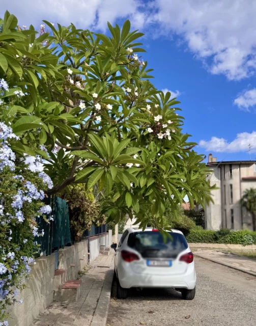 Una pianta adulta in Meridione