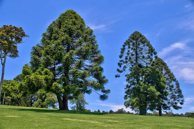 piante strade ancoraggio