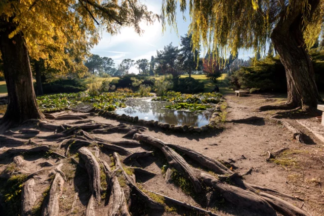 Le possenti radici di Metasequoia glyptostroboides