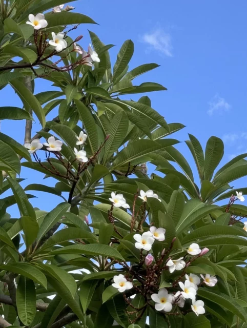 Plumeria ancora in fiore nel Sud Italia 