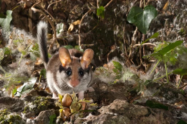 I piccoli roditori sono una parte consistente della fauna selvatica in giardino