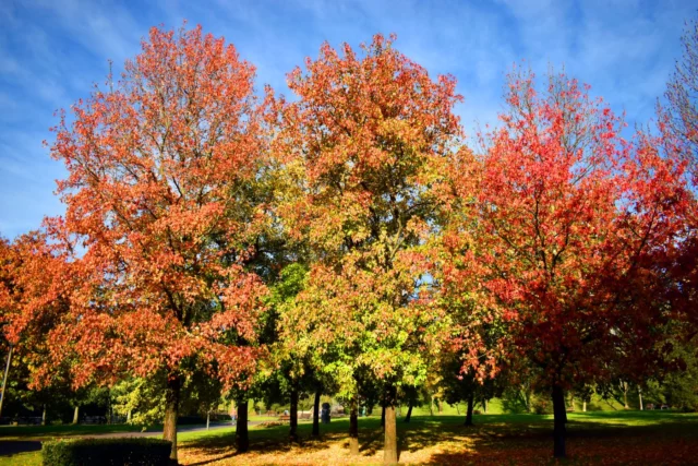 Valore ornamentale, rusticitÃ  e facilitÃ  di coltivazione, ne fanno un albero perfetto per il verde pubblico