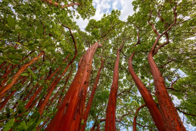 La straordinaria particolaritÃ  dell'Arbutus andrachne