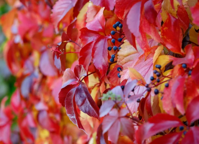 La vite del Canada nei balconi e nei terrazzi ruba la scena, in autunno