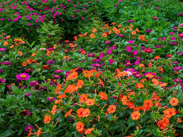 Mirabilis jalapa in miscuglio con le zinnie