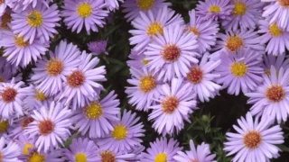 Symphyotrichum novi-belgii