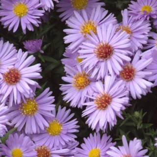 Symphyotrichum novi-belgii