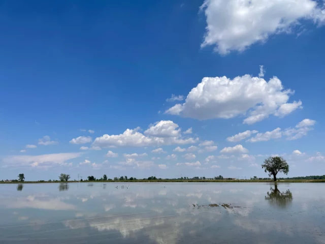 Un'altra risaia in Piemonte 