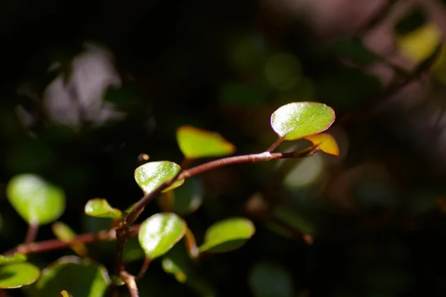 Dettaglio delle foglioline della sempreverde M. complexa