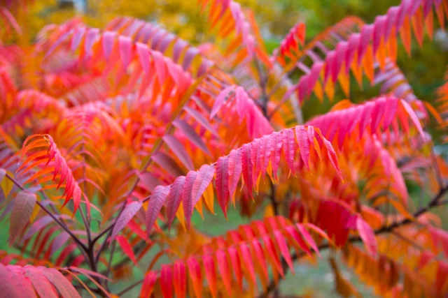 Il rosso fuoco di Rhus typhina 'Laciniata'