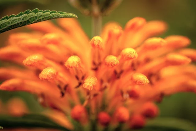 Macro di Leonotis leonurus