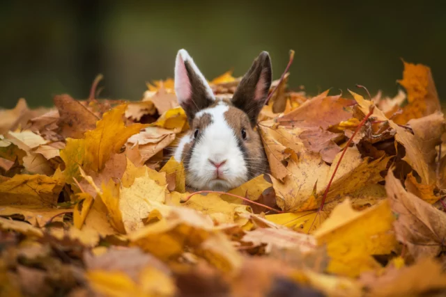 La piccola fauna selvatica rallegra il giardino anche in autunno