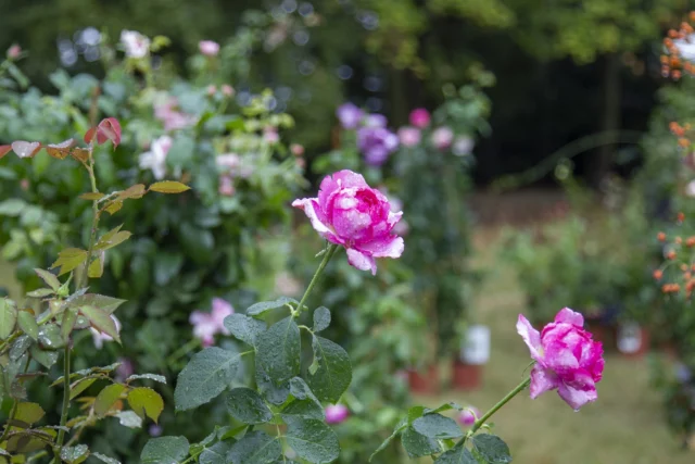 Tre Giorni per il Giardino 