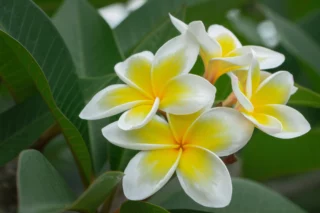 Fiori di Plumeria