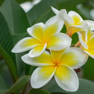 Fiori di Plumeria