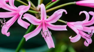 Nerine bowdenii: fioriture autunnali spettacolari