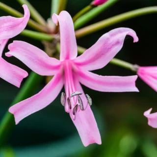 Nerine bowdenii: fioriture autunnali spettacolari