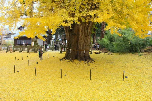 Un Ginkgo biloba vecchio plurisecolare