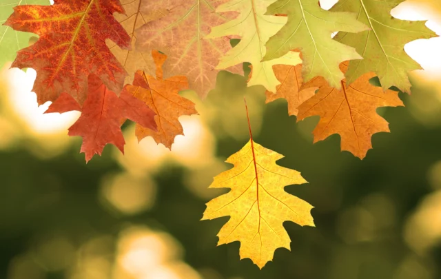 Colore delle foglie in autunno: il cambiamento delle foglie di Quercus rubra