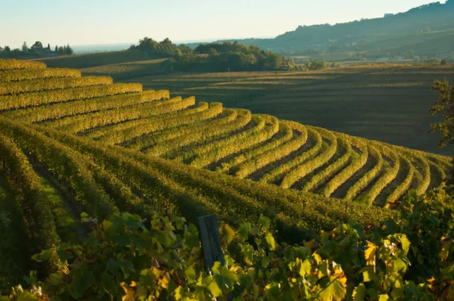 Vigneti nel Collio friulano