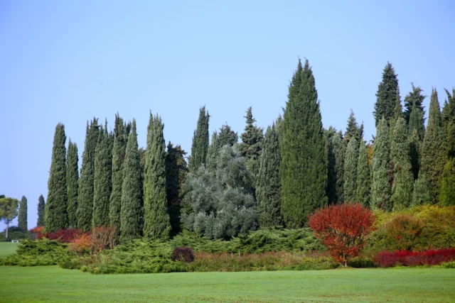 Gli alti cipressi e il rosso fiammante del fogliame di Lagerstroemia