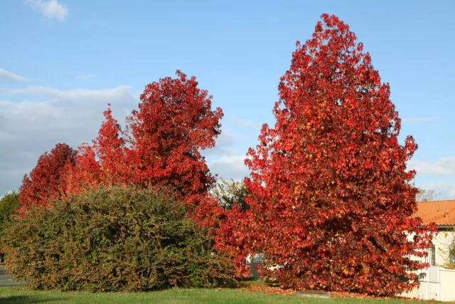 Due grandi esemplari di Liquidambar styraciflua