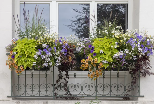 Un balcone di annuali