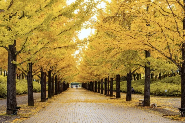 Un viale di Ginkgo 