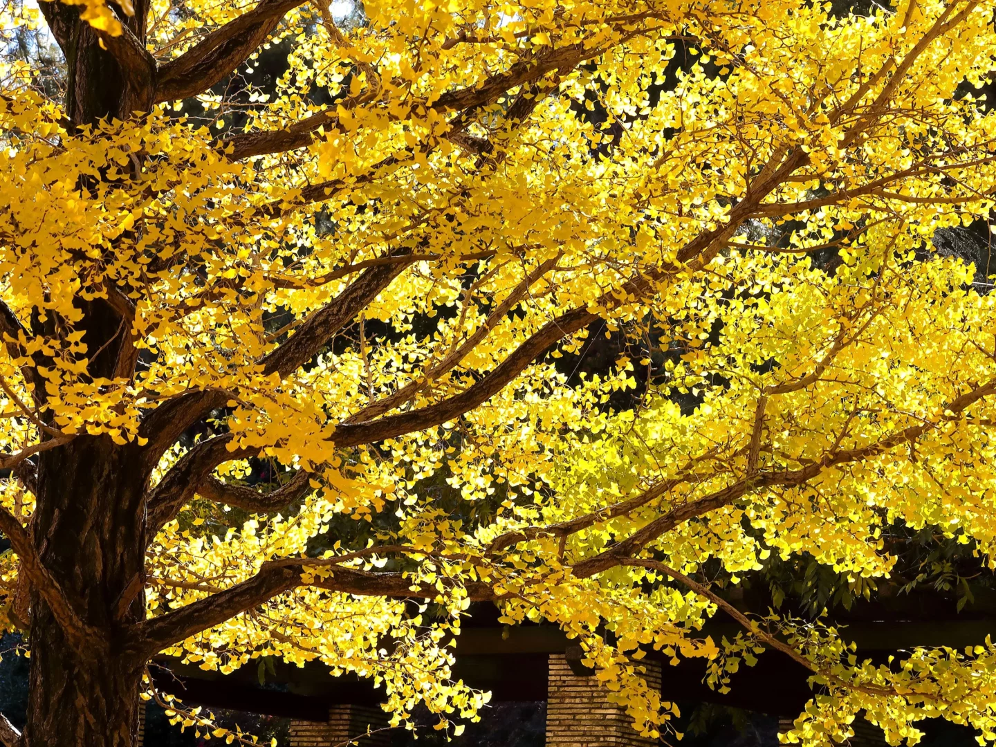 Ginkgo biloba: il suo momento d'oro