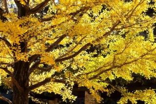 Ginkgo biloba: il suo momento d'oro