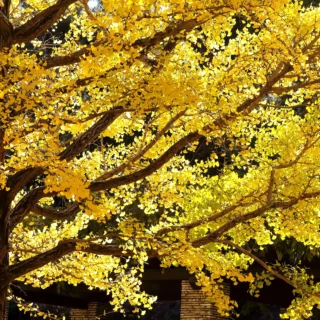 Ginkgo biloba: il suo momento d'oro