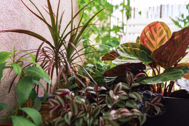 Piante da interni coltivate in balcone: Ã¨ il momento di ripararle in casa