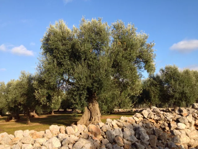 I muri a secco degli oliveti al sud