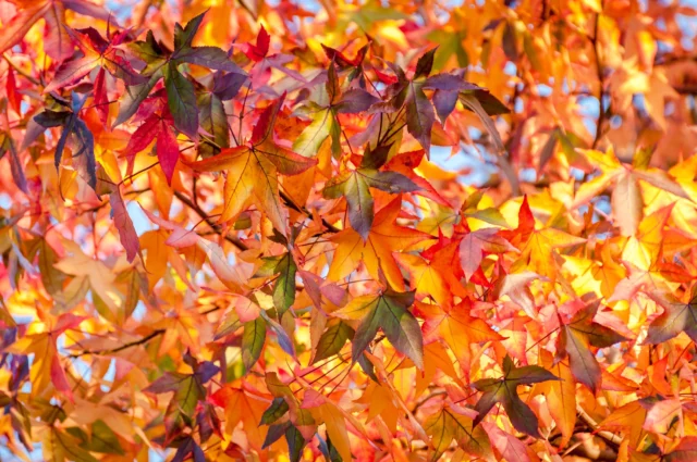 Un'incredibile palette di colori caldi