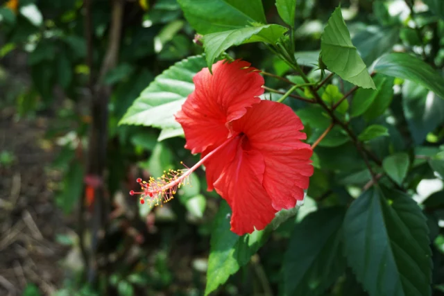 Hibiscus rosa-sinensis