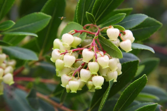 Fiori e foglie del corbezzolo sono altrettanto belli