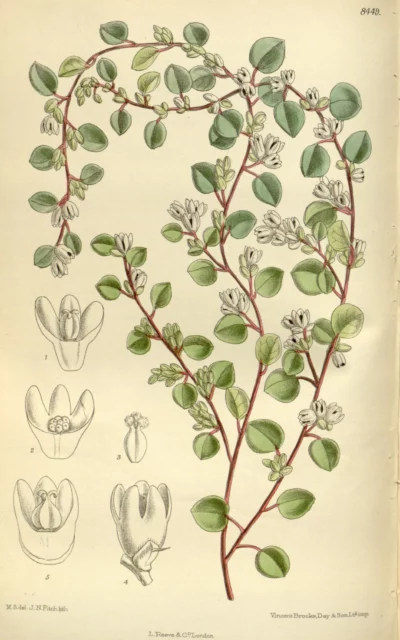 Matilda Smith - Curtis's Botanical Magazine, Londra.