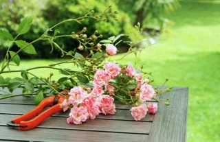 La potatura delle rose nei climi caldi