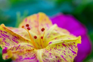 Mirabilis jalapa o bella di notte: un nome che la illustra al meglio