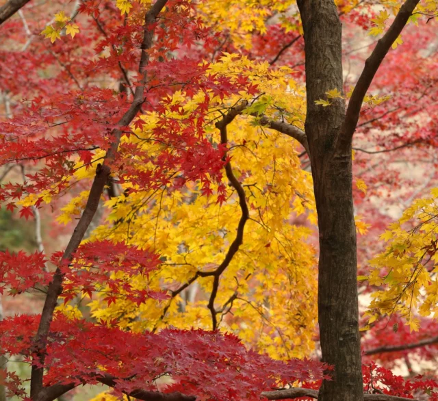 La bellezza del colore delle foglie in autunno