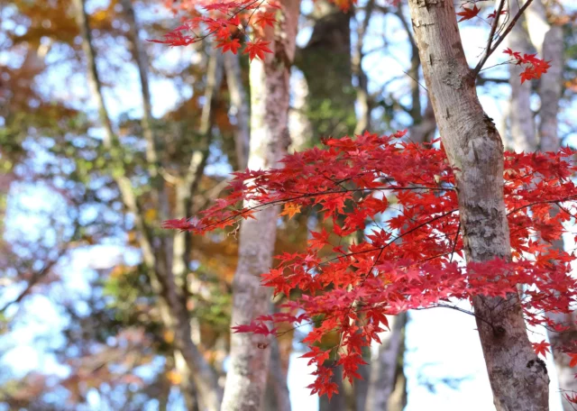 Aceri in autunno