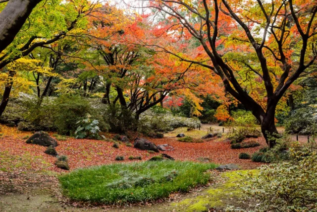 Il bosco coi colori delle foglie in autunno