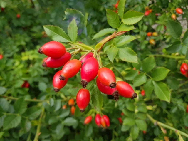 Cinorrodi di Rosa canina, le bacche delle rose