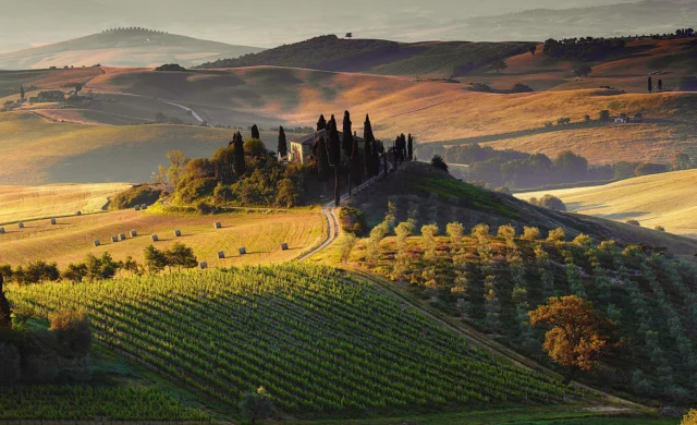 Colli, ulivi e grano. Cipressi in lontananza. Ecco come paesaggio e attivitÃ  umane disegnano il territorio