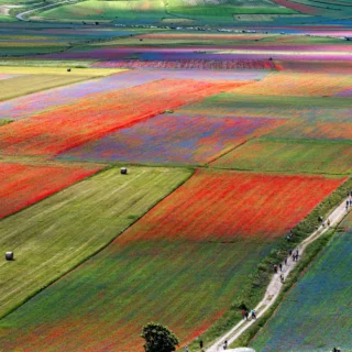 Attività antropiche e paesaggio italiano: Castelluccio di Norcia, fioritura delle lenticchie