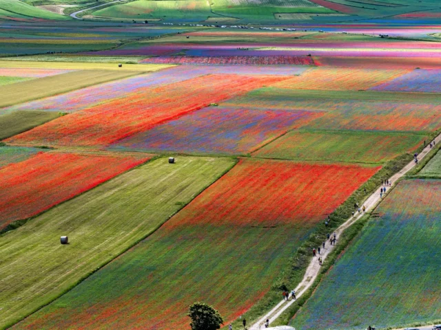 Attività antropiche e paesaggio italiano: Castelluccio di Norcia, fioritura delle lenticchie