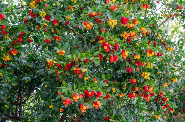 Colori vividi e frutti a profusione. Ã il corbezzolo