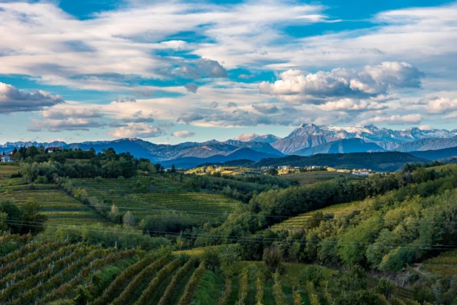 Il Collio friulano