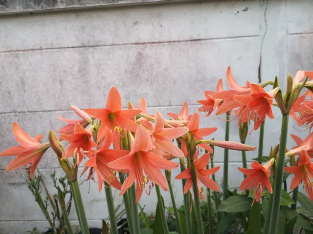 Hippeastrum